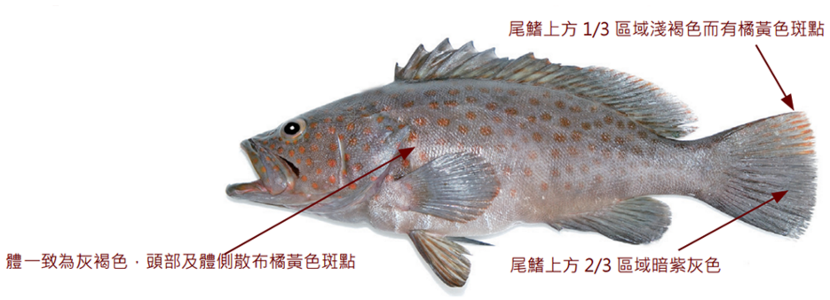 布氏石斑魚