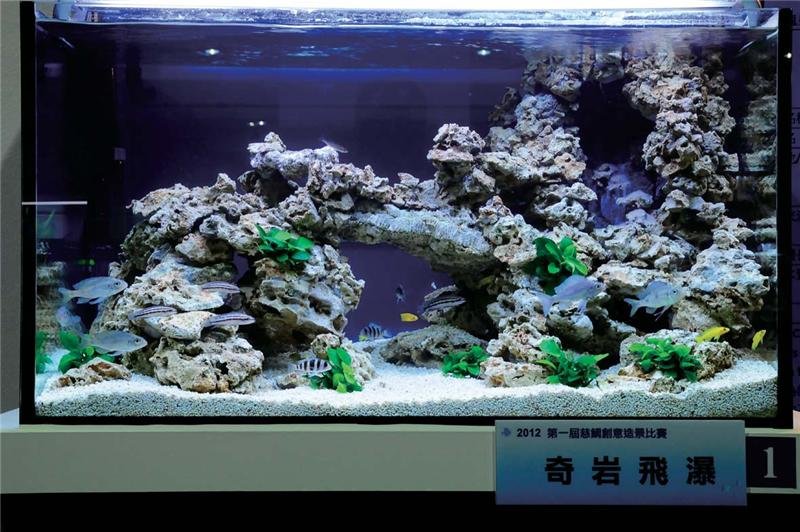 2012臺灣國際觀賞魚博覽會 - 慈鯛造景區