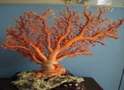 深海寶石珊瑚
