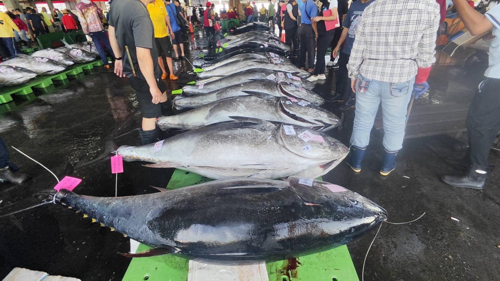 黑鮪拍賣現場