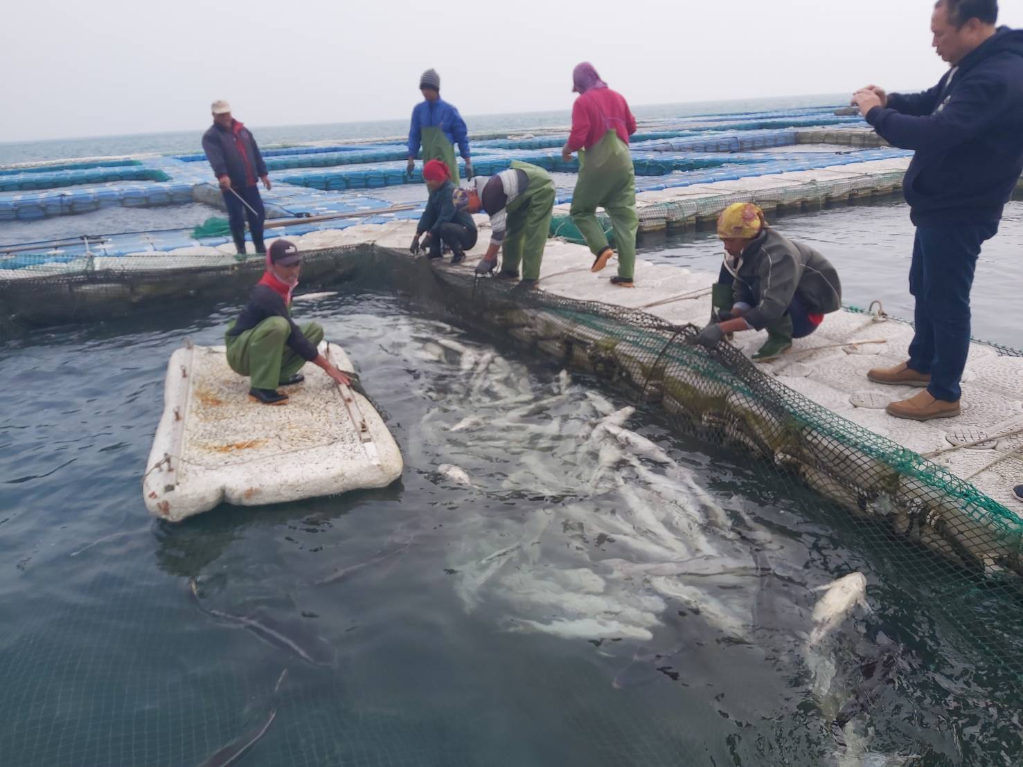 海上箱網海鱺遭受寒害受凍