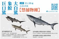 大白鯊、象鮫及巨口鯊已列為禁捕物種